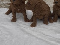 Güzelliğiyle Büyüleyen Red Brown Toy Poodle