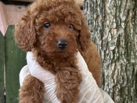 Nadir Güzellikte Poodle Yavrular