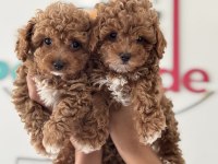Petmode köpek çifrliğinde ziyarete açık maltipoo