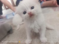 Sevimli british shorthair bebeklerimiz sahiplendirilecek