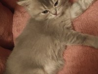 1 ay 20 günlük SILVER BLACK TABBY british longhair