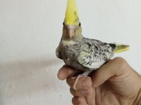 Yavru sultan papağanı