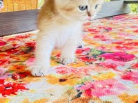 Nyv11 toparlak surat, mavi gözlü british shorthair