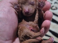 10 Güne Teslim Kore Anne Babadan Safkan KORE Poodle BEBEKLER