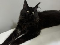 Ayşe arık line maine coon