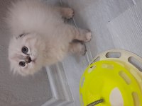 Scottish fold dişi