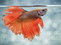 Betta Balığı