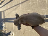FRENCH bulldog