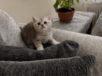 Tonton british shorthair yavrular