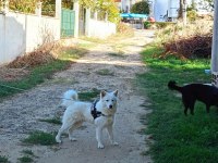 Şu çılgın samoyed yavrularımız
