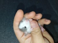 Dumbo Rat Yavru Bebekler