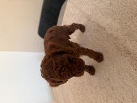 KORE POODLE 30 GÜNLÜK ERKEK