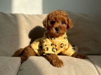 Orijinal Toy Poodle Köpeğimiz