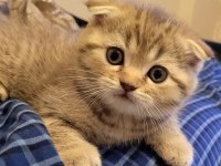 2 aylık scottish fold yavru