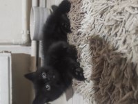Minik Prenses British Shorthair