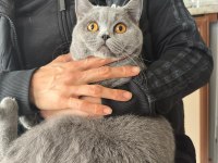 BRİTİSH SHORTHAİR KEDİMİZE ACİL YUVA ARANIYOR