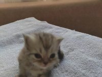 CHİNCHİLLA GÜZELLİKLER BURADA