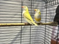 Golden finch gökkuşağı ispinozu
