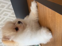 Pomeranian boo 10 kasım doğumlu