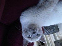 British shorthair ŞiLA yeni yuvasını arıyor