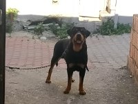 Acil Yuva Rottweiler
