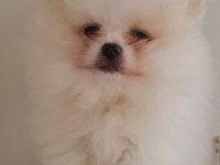 Show kalite pomeranian boo