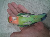 Takım sevda papağanı açıklama okuyun
