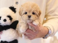 SAGLIK VE IRK GARANTILI MALTIPOO BEBEKLERIM