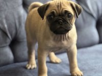 Pug mops yavrular yeni yuvasına gitmeye hazır