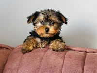 Emsalsiz yorkshire terrier bebek