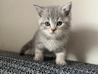 British Shorthair Bebekler %100 Saf Irk Garantisi