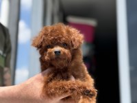 Show kalite tea cup kore poodle yavrumuzu canlı görün