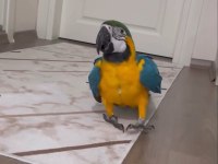 Full evcil ara macaw