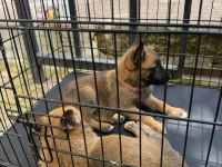 Belçika Kurdu Malinois