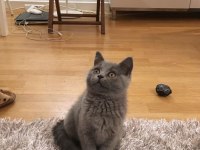 British shorthair blue bebekler