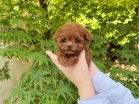 Toy Poodle Yavru Bebekler