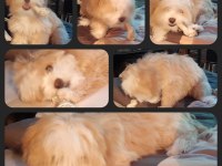 Maltipoo 6 aylık yavru