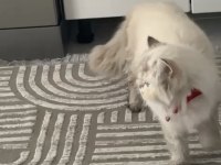 Beyaz uysal kedimiz çok tatlı bir yüzü var