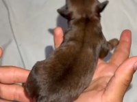 Meraklısına Maltipoo