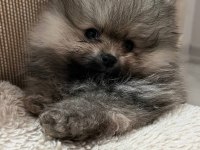 Evde büyümüş pomeranian yavruları