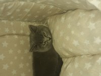 British shorthair kedimiz