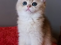 Blue golden dişi yavru british shorthair