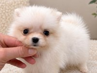 Pomeranian Boo Teacup 