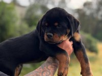 Şecereli Muhteşem Erkek Rottweiler Yavrular