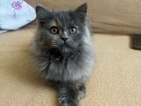 British longhair kedimiz 3 aylık