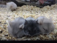 Suriye ve gonzales yavru hamsterler
