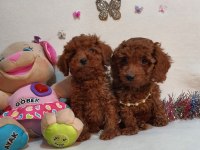 Irk ve sağlık garantili anne altından poodle yavrular