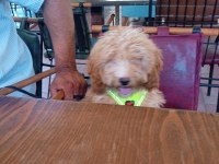 Acil sahiplendirme köpeğimiz