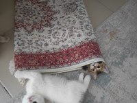 10 ağustos itibariyle 60 günlük british shorthair yavrular
