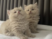 British shorthair kızlarım (cinnamon fawn ve lilac)